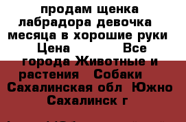 продам щенка лабрадора девочка 2 месяца в хорошие руки › Цена ­ 8 000 - Все города Животные и растения » Собаки   . Сахалинская обл.,Южно-Сахалинск г.